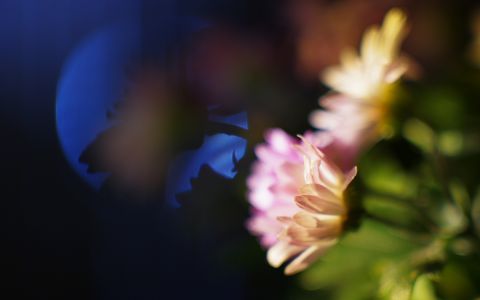 Nightly Chrysanthemums #39